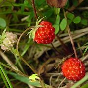 Image result for Common Strawberry