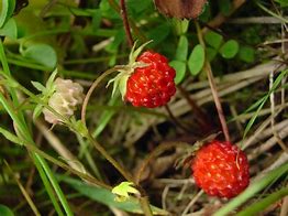 Image result for Fragaria Framberry