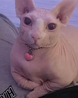 Image result for Funny Fat Hairless Cat