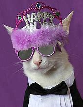 Image result for New Year's Eve Cat