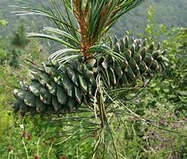 Pinus koraiensis Chanbai に対する画像結果