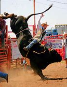 Image result for Cowboy Rodeo Bull
