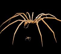 Image result for Largest Extinct Spider