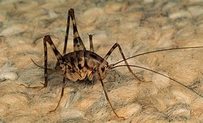 Image result for Mutant Crickets