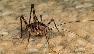 Image result for Cricket Spider Bug Looks Likearetheypoisonus