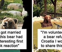 Image result for The Bear TV Meme
