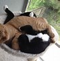 Image result for Fluffy Cat Memes