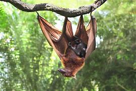 Image result for Bat Birth