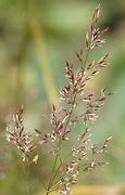Image result for calamagrostis_villosa