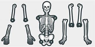 Image result for Skeleton Legs Cut Out