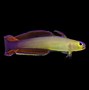 Image result for Purple Firefish