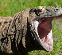 Image result for Komodo Dragon Full Size