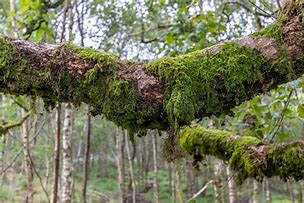 Image result for Green Moss Growing On Trees