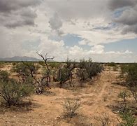 Image result for Arizona Desert Life