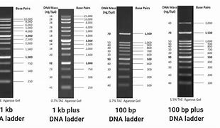 Image result for DNA Marker Ladder 100 BP