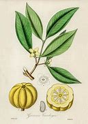 Image result for Ingram's Camphor Cream Herbal