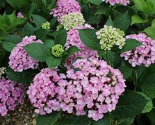 Image result for Hydrangea macr. Ayesha