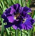 Image result for Iris siberica Concord Crush