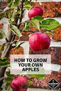 Image result for Planting Apple Trees Tips