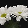 Image result for iOS White Flower Wallpaper