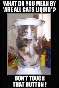 Image result for Cat in a Blender Meme