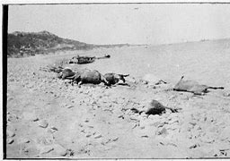 Image result for Gallipoli Dead