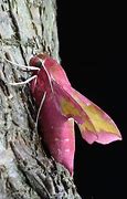 Image result for Smallest Moth in the World