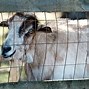 Image result for Ricky Carmichael Goat