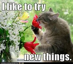 Image result for Try New Things Meme