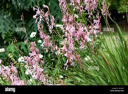 Image result for Dierama pendulum