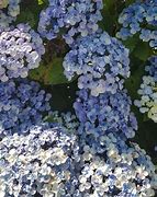 Billedresultat for Hydrangea macrophylla Ayesha