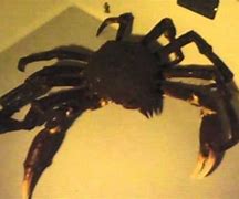 Image result for Biggest Spider Crab in the World