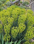 Image result for Euphorbia characias Forescate