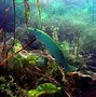 Image result for Sea Photos Underwater