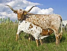 Image result for Texas Cattle