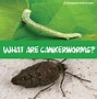 Image result for "fall-cankerworm"