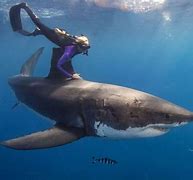 Image result for Great White Shark Swimming