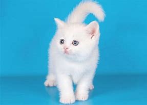 Image result for Miniature Munchkin Cats