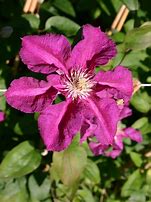 Image result for Clematis Ernest Markham