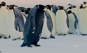 Image result for All-Black Penguin