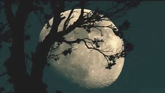 Image result for Moon Butterfly GIF