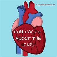 Image result for Fun Heart Facts for Kids