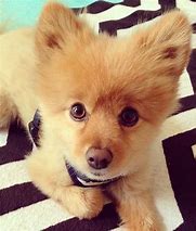 Image result for Puppy 1 Dog On Instagram