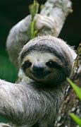 Image result for Pygmy Three Toed Sloths in Their Habitat