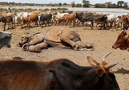 Image result for Kenya Drought