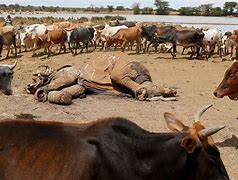 Image result for Kenya Drought