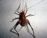 Image result for Spider Cricket