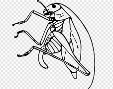 Image result for Bull Cricket Insect