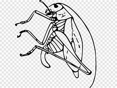 Image result for Cricket Insect Identification