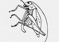 Image result for Cricket Insect Bite